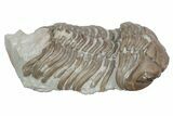Bargain, Long Pliomera Fischeri Trilobite - Russia #363124-2